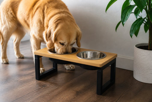 Elevated Dog Bowls for Digestion: 2026 Benefits Guide