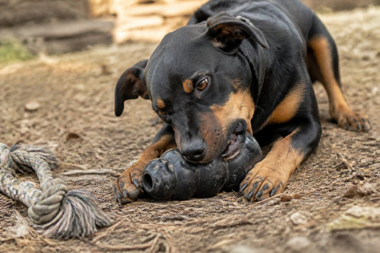 How Long Do Indestructible Dog Toys Really Last?