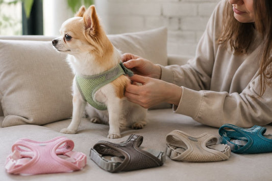 How to Choose a Comfortable Harness for Small Dogs 2026